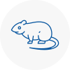Rat Control Ashford Surrey